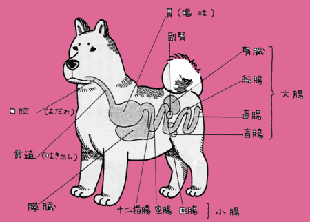犬 白い 泡 吐く 膵炎 犬 白い 泡 吐く 膵炎