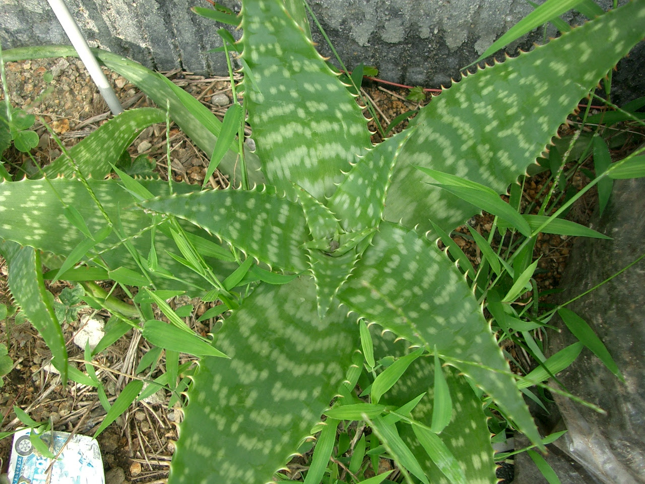 すべての美しい花の画像 これまでで最高のアロエ 地 植え