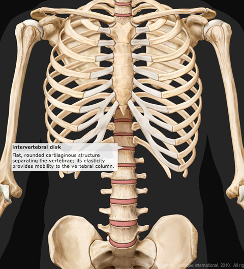 How does the human skeleton work? The Human Skeleton Visual Dictionary