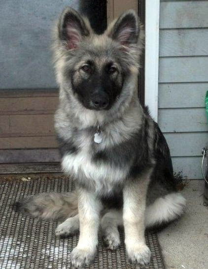 Browse and find german shepherd puppies today, on the uk's leading dog only classifieds site. German Shepherd Colors