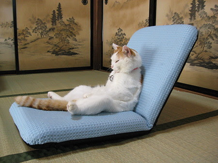 ぜいたくかご猫シロ 壁紙 最高の花の画像