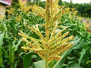 美しい花の画像 ベスト50 とうもろこし 花