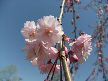 50 桜 花びら 枚数 最高の花の画像
