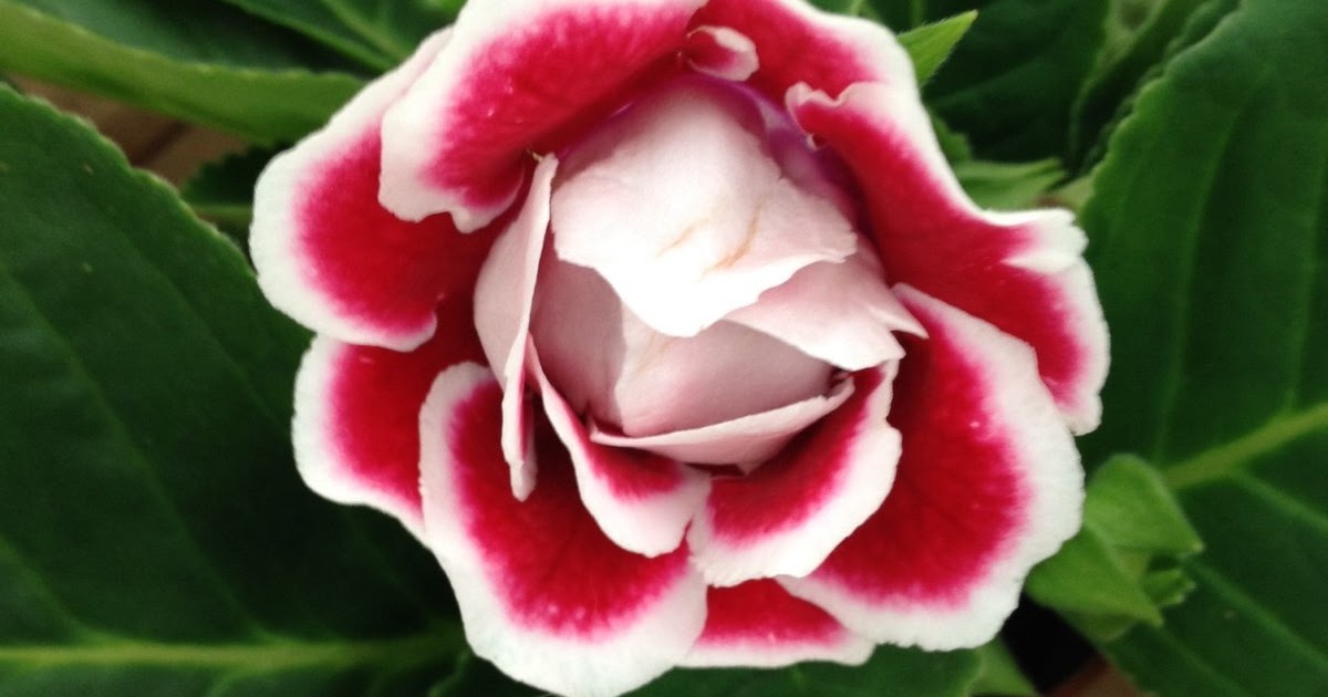 1000以上 グロキシニア 花 1739 グロキシニア 花言葉
