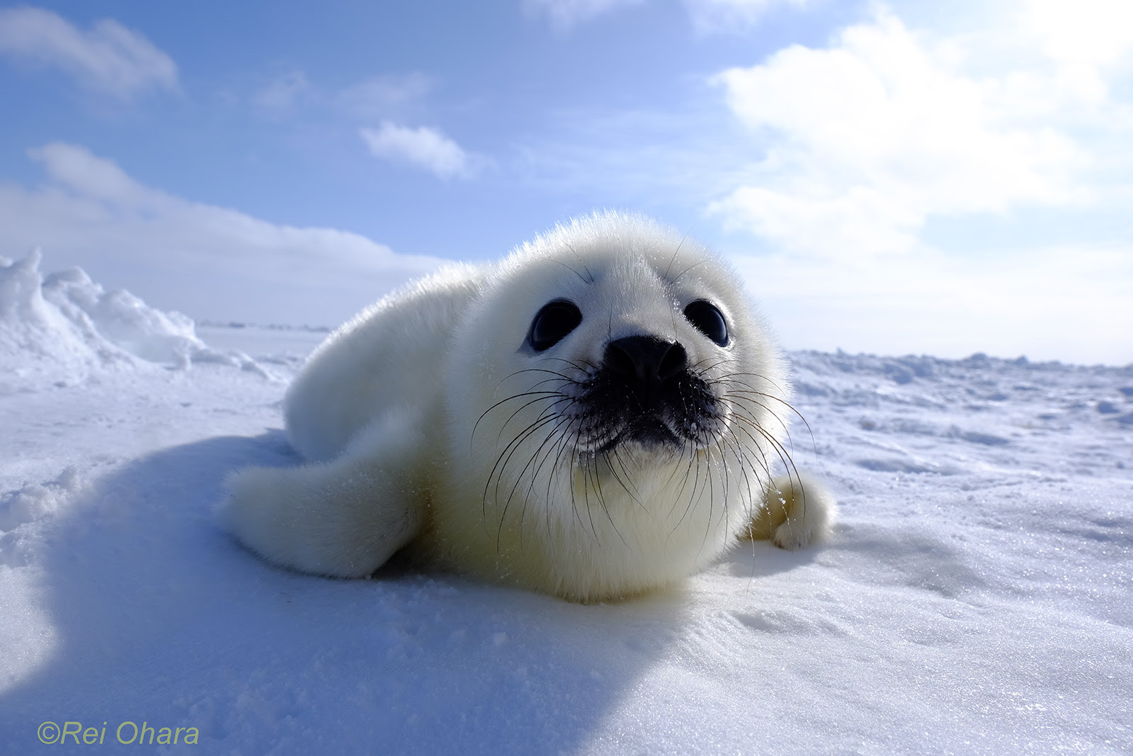 すべての動物の画像 トップ100高画質 動物