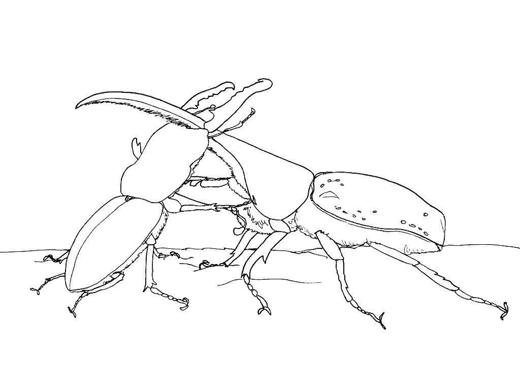 最も共有された カブトムシ クワガタ 戦い イラスト 素晴らしい漫画