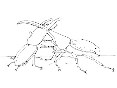 √画像をダウンロード カブトムシ 塗り絵 フリー 170407-カブトムシ 塗り絵 フリー