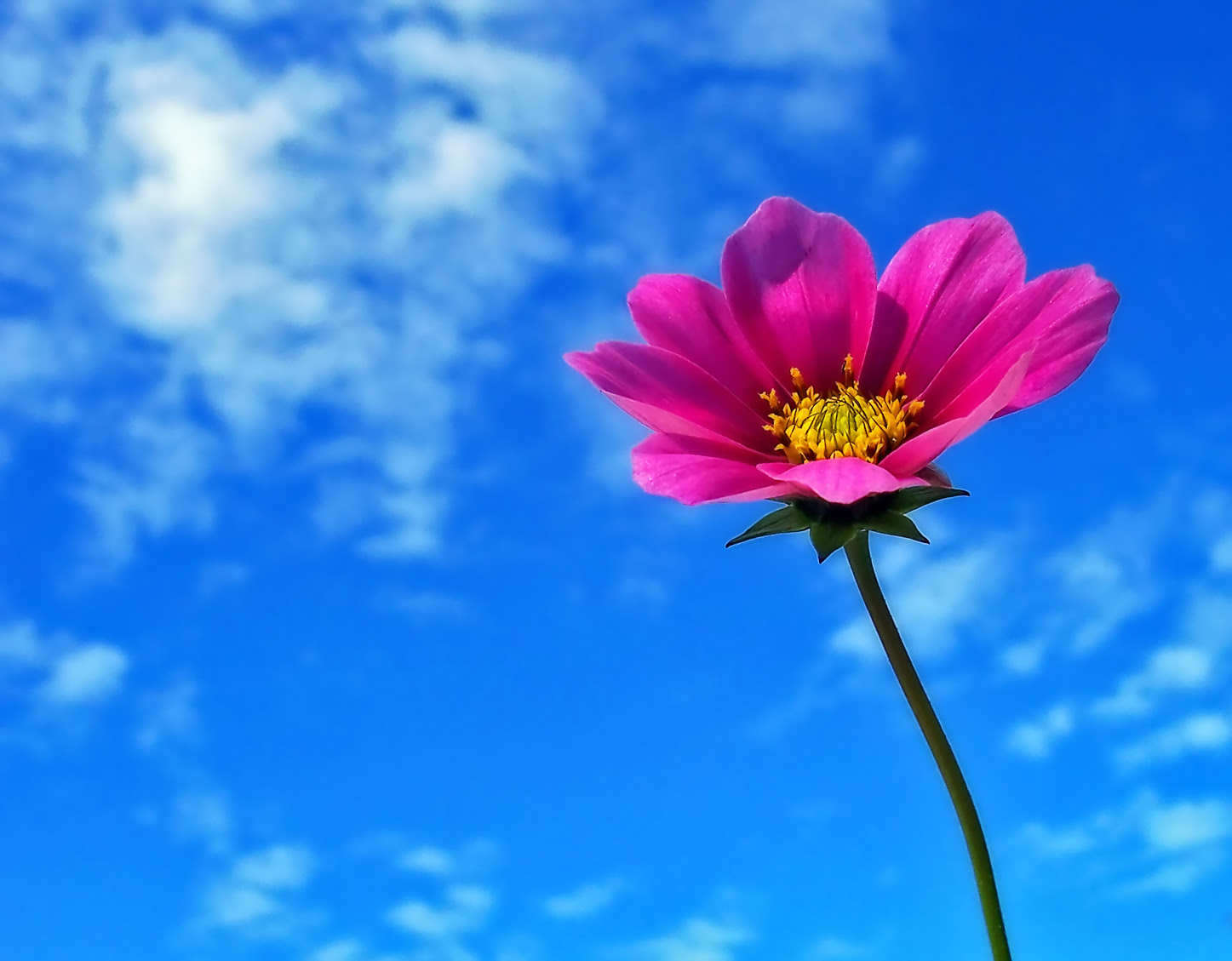 画像をダウンロード 花 高画質 花 高画質 背景