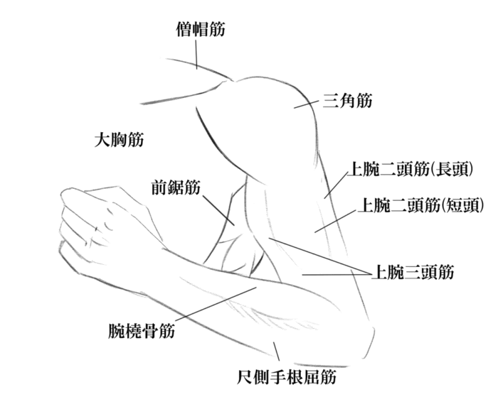 ディズニー画像のすべて トップ100 かっこいい 腕 筋肉 イラスト