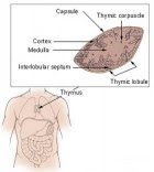 Thymus (credit: Wikimedia Commons)