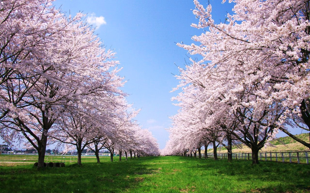 驚くばかり桜 壁紙 高 画質 花の画像