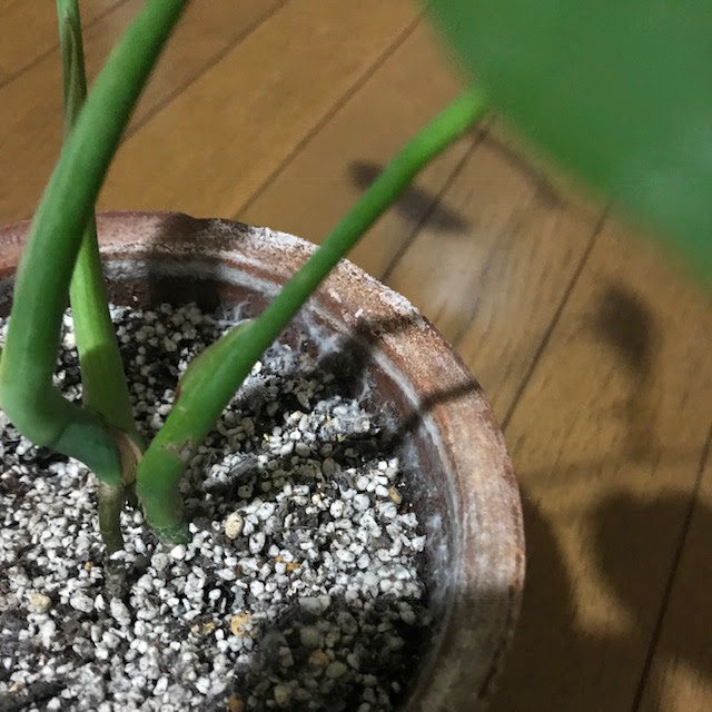 すべての美しい花の画像 ベスト素焼き 鉢 カビ 対策