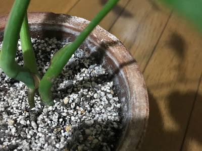 √99以上 鉢植え カビ 対策 188315-鉢植え カビ 対策