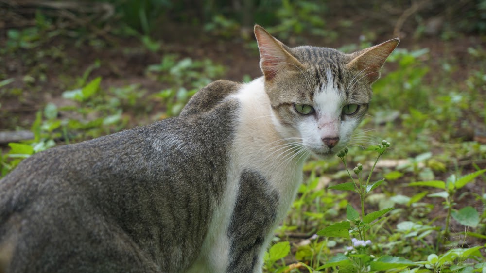 Gambar Kucing Warna Abu Abu Putih - 81021+ Nama Untuk Kucing Comel