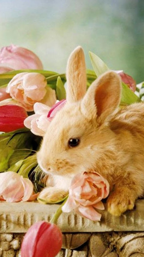 すべての花の画像 元のスマホ 壁紙 動物