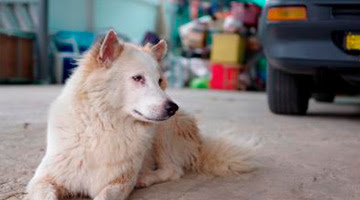 Intoxicación en el perro por ingesta de anticongelante 