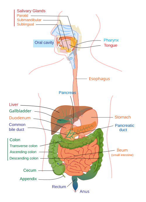 Autopsy confirmed the diagnosis of pancreatic cancer with multiple liver metastases and revealed signs of pulmonary artery thrombosis and deep vein thrombosis of the lower extremities. The Gastrointestinal And Urinary Systems Medical Terminology For Cancer