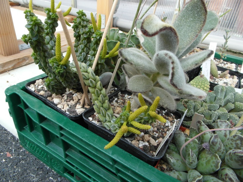 For a happy plant, allow one inch of soil to dry (about the length from your index finger to your first knuckle) between waterings. Pepperomia Ferreyrae Happy Bean Cactiguide Com