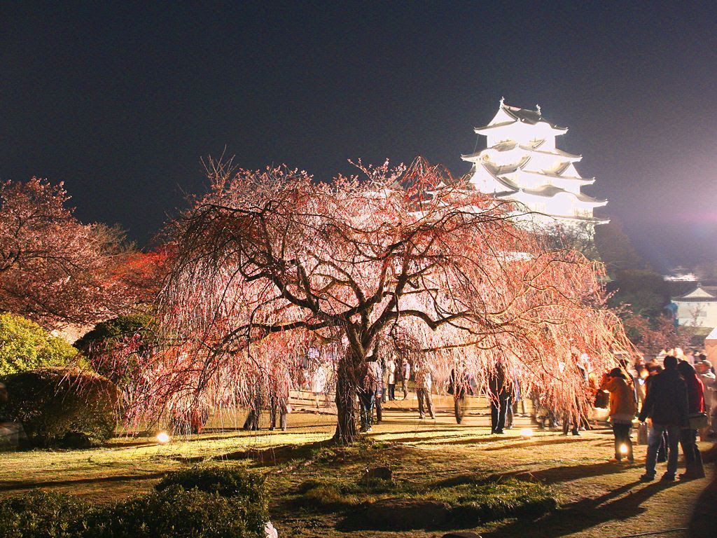 Japan Image 姫路城 桜 ライトアップ