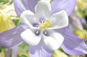 すべての美しい花の画像 上綺麗な名前 花