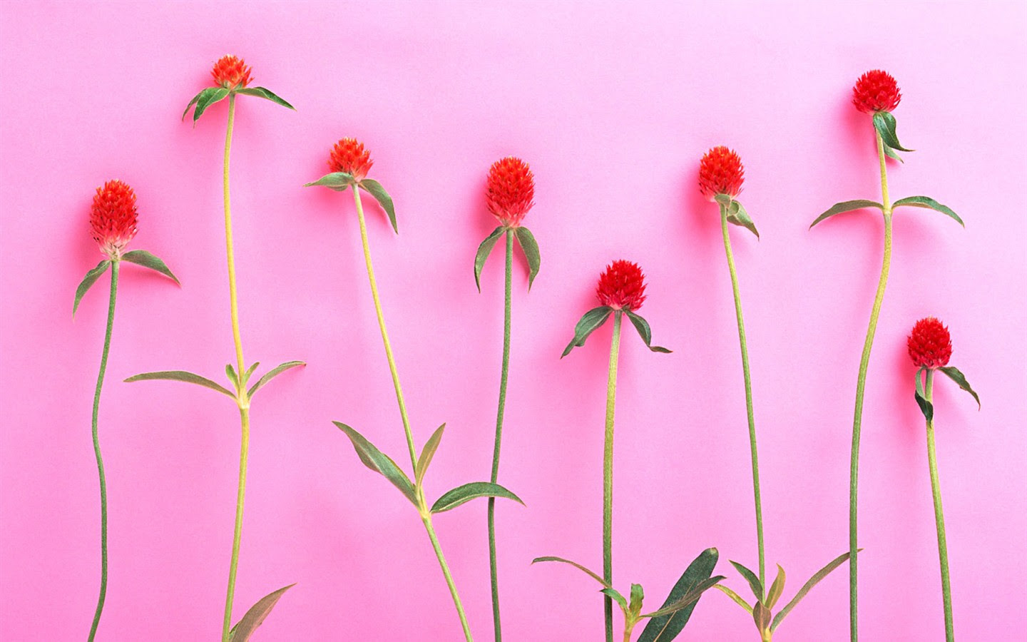 すべての美しい花の画像 最高のデスクトップ 壁紙 花