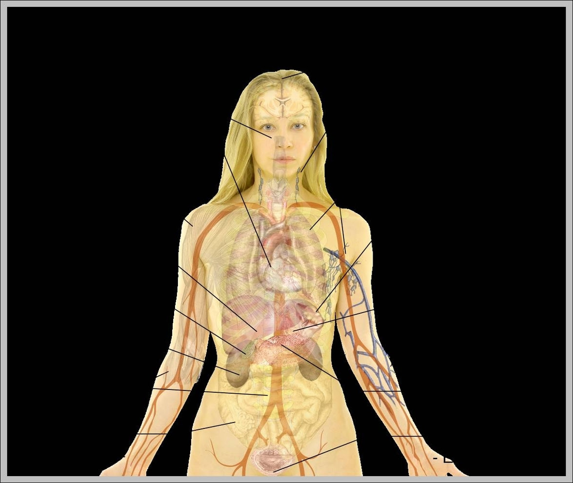 This article contains a list of human body parts names. Female Body Diagram Anatomy System Human Body Anatomy Diagram And Chart Images