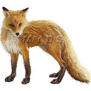 すべての動物画像 かっこいい 狐 イラスト リアル