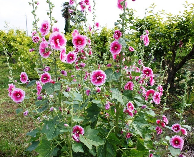 新鮮な長い 花 最高の花の画像