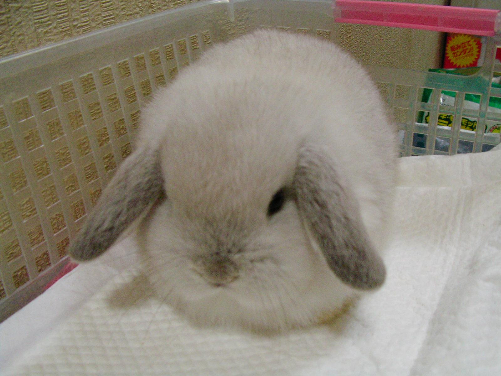 ベスト50 うさぎ ロップイヤー 種類 最高の動物画像