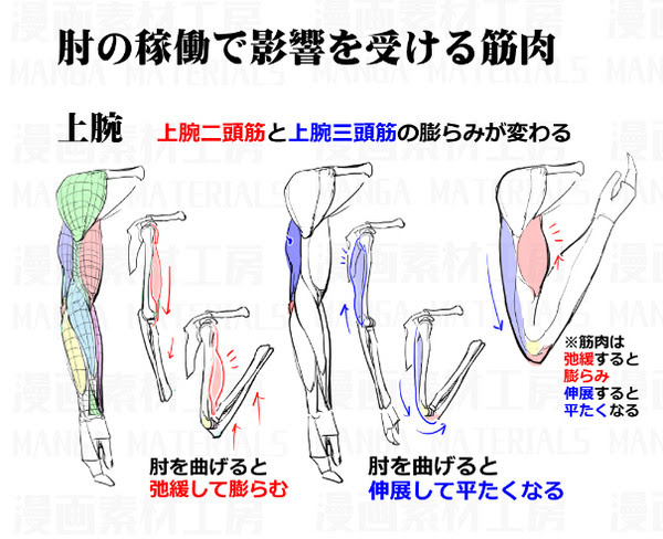 Japan Image 筋肉 腕 曲げる
