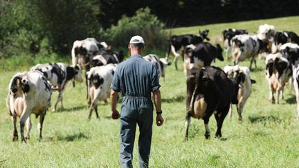 Agriculture : les éleveurs sont les grands perdants de la hausse des prix du lait, selon une étude