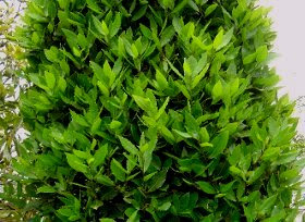 すべての美しい花の画像 最高の月桂樹 育て方 鉢植え