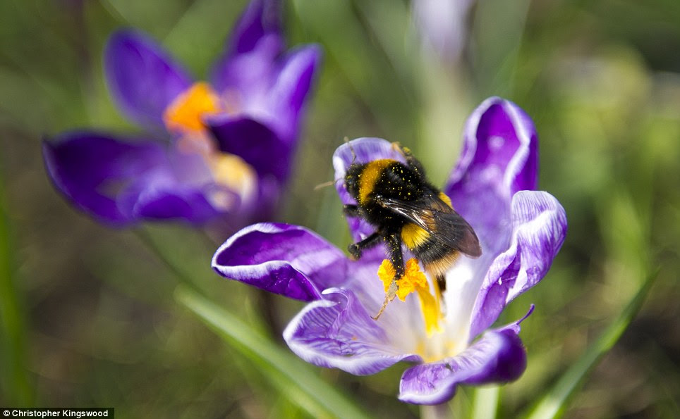 A bee goes about its business as the sun shines on Waterlow Park in London