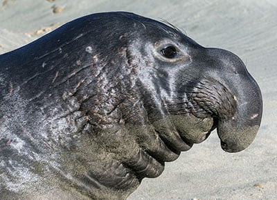 An elephant seal