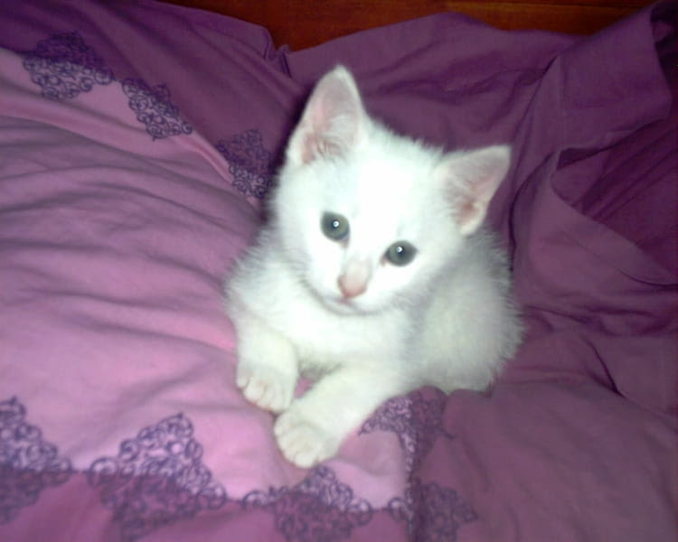 Jpdiamukpictewpw Imprimable Un Petit Chat Blanc Un Petit Chat Blanc