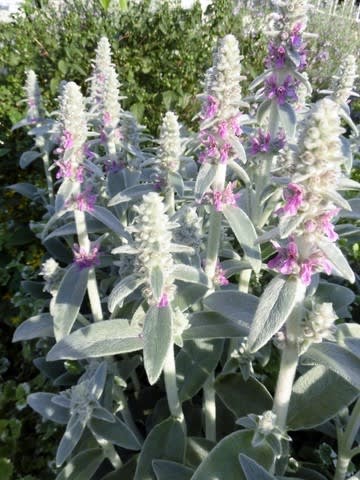 最も人気のある ラムズイヤー 花言葉 ラムズイヤー 花言葉