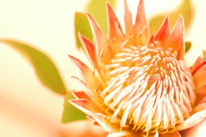キングプロテア 花言葉 キングプロテア 白 花言葉