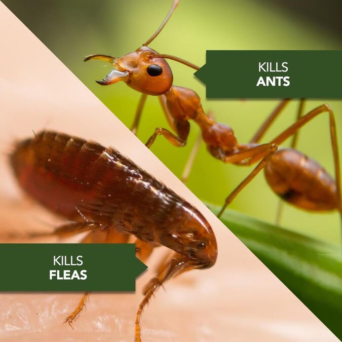 The wildlife and pest control products we sell are the same as the ones that pest control professionals use. Bioadvanced 1 Gallon Home Pest Control In The Pesticides Department At Lowes Com