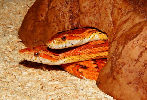 ラブリー蛇 オスメス 最高の花の画像