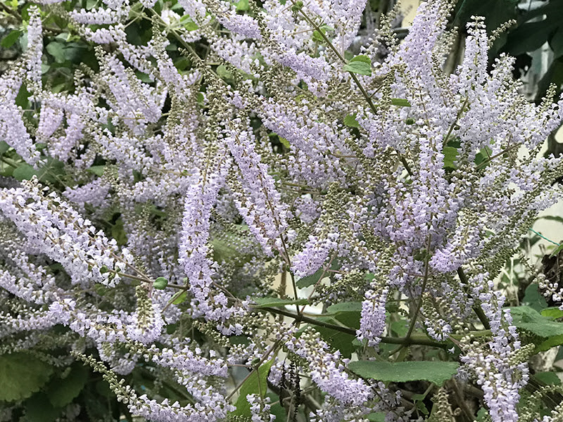ラブリーメイフラワー 花 最高の花の画像