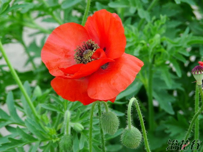 美しい花の画像 綺麗な花虞美人