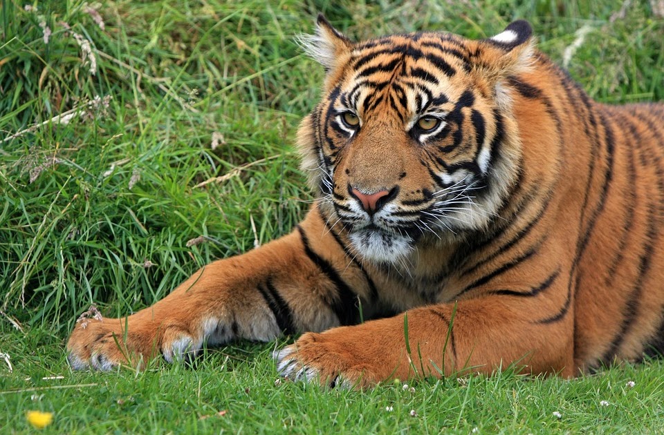 Download Gambar Harimau Png Koleksi Gambar HD