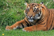 Baru Gambar Harimau Sumatera Png