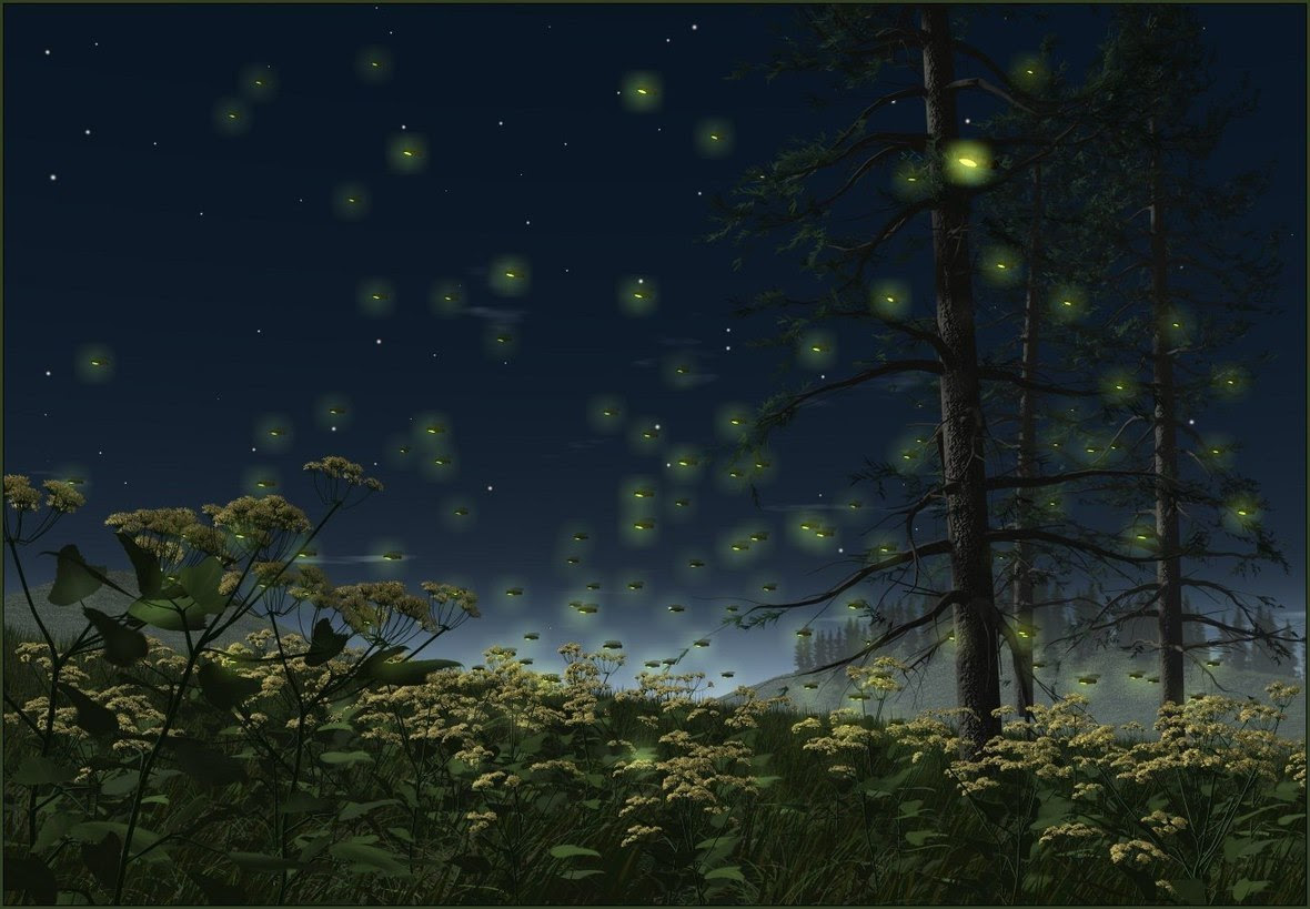 Fireflies