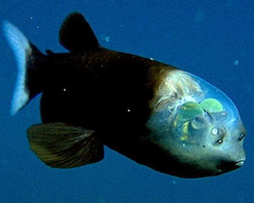 Barreleye   the Barreleye fish has a completely transparent head. Looks like leaves in its brain.