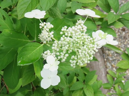 元の紫陽花 似 てる 花 最高の花の画像