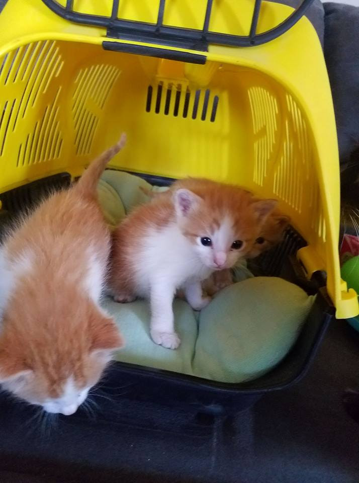 Orange Kittens For Adoption - Orange kitten - Petclassifieds.com