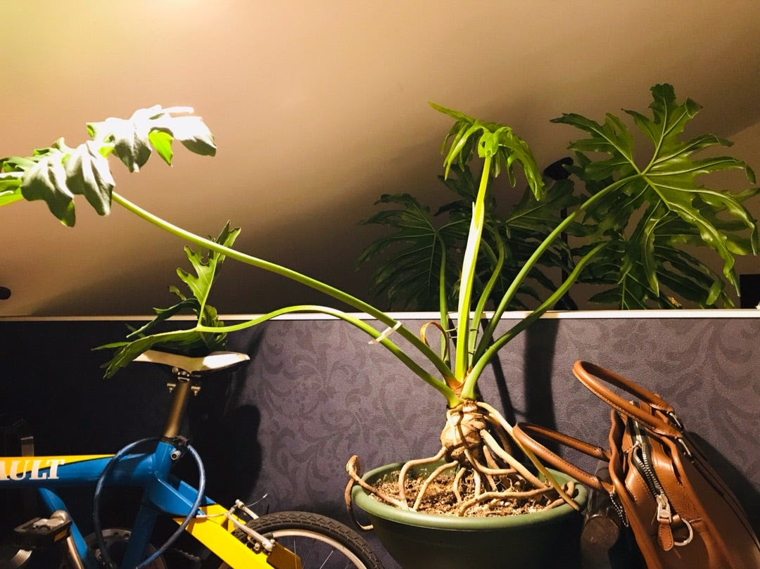 最高のロフトを作ろう 人生最高の家を建てよう