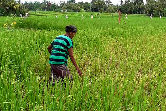 93 Animasi Tumbuhan Bergerak Pilihan Cikimm com