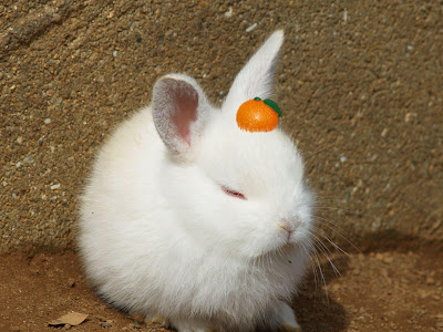 [10000ダウンロード済み√] ウサギ 可愛い 213442-うさぎ 可愛い名前
